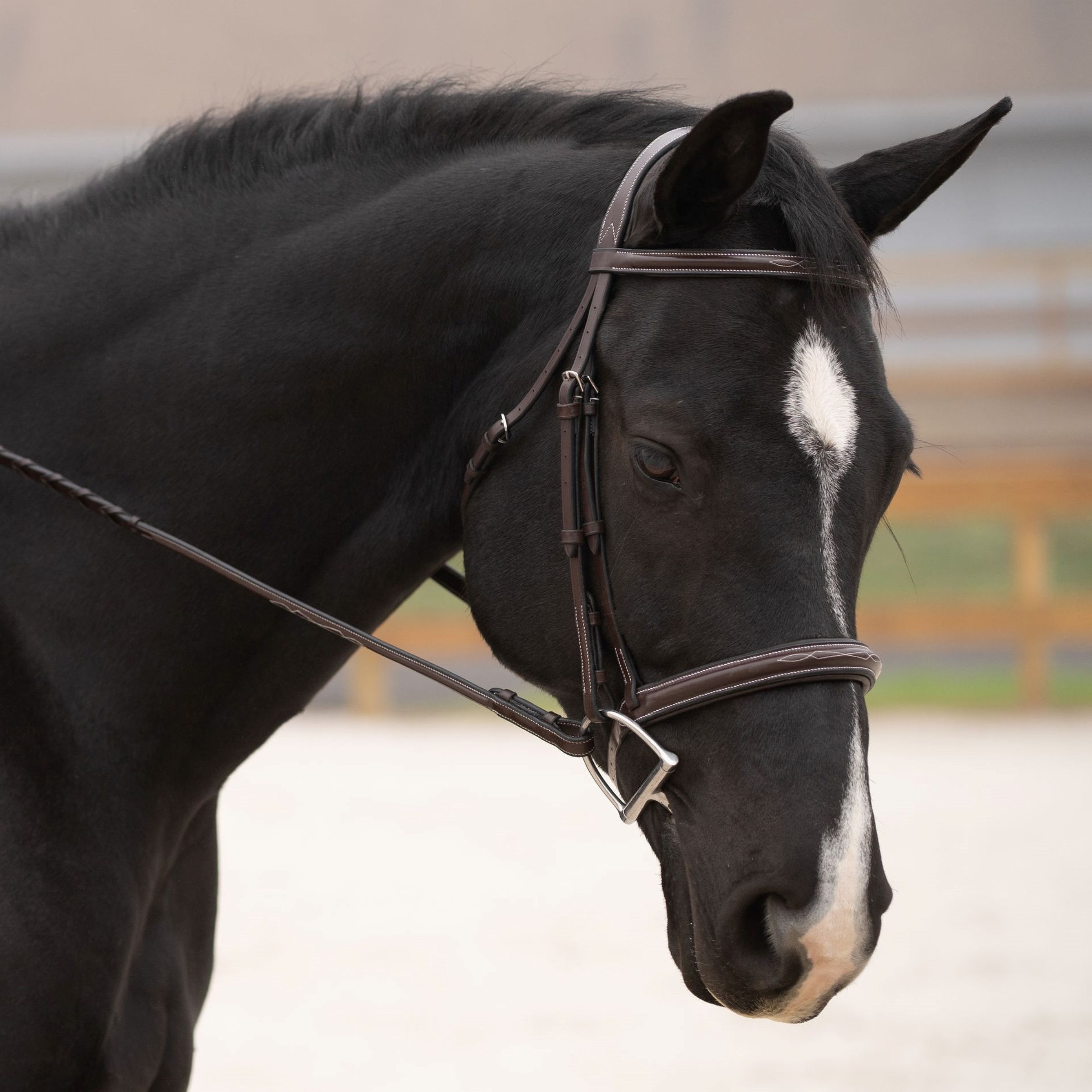 KL SELECT Black Oak Cyprus Hunter Bridle