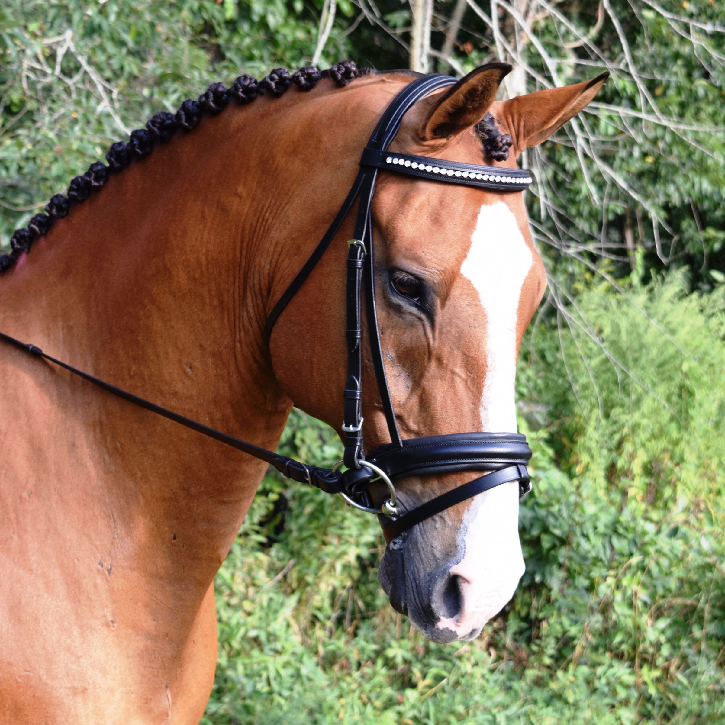 Bridles