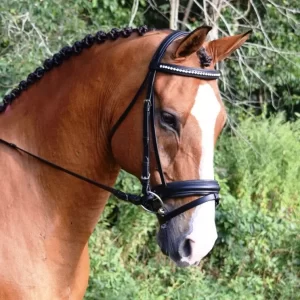 BLACK OAK Larkspur Dressage Bridle