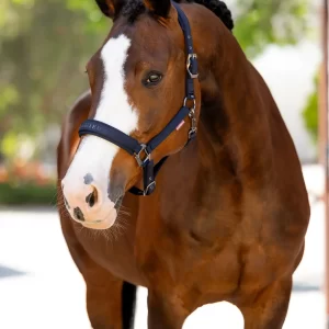 LEMIEUX Essence Headcollar - Navy - Cob